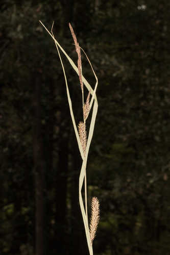 Carex lacustris #7